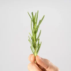 Romero (rosmarinus officinalis) - Planta aromática