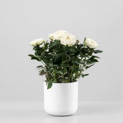 Rosal de Interior Kordana® blanco