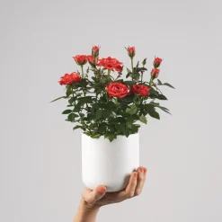Rosal de Interior Kordana® naranja