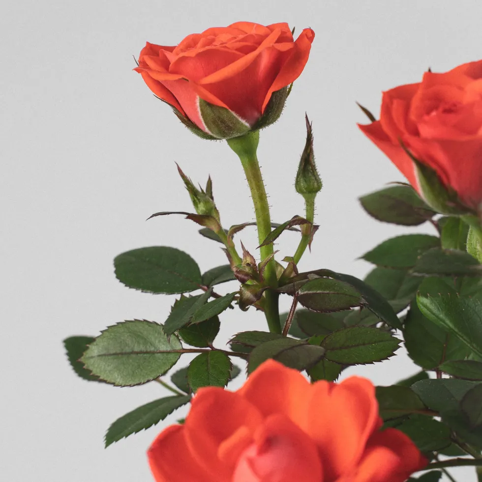Rosal de Interior Kordana® naranja