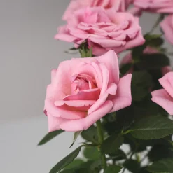 Rosal de Interior Kordana® rosa