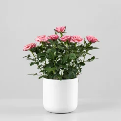 Rosal de Interior Kordana® rosa