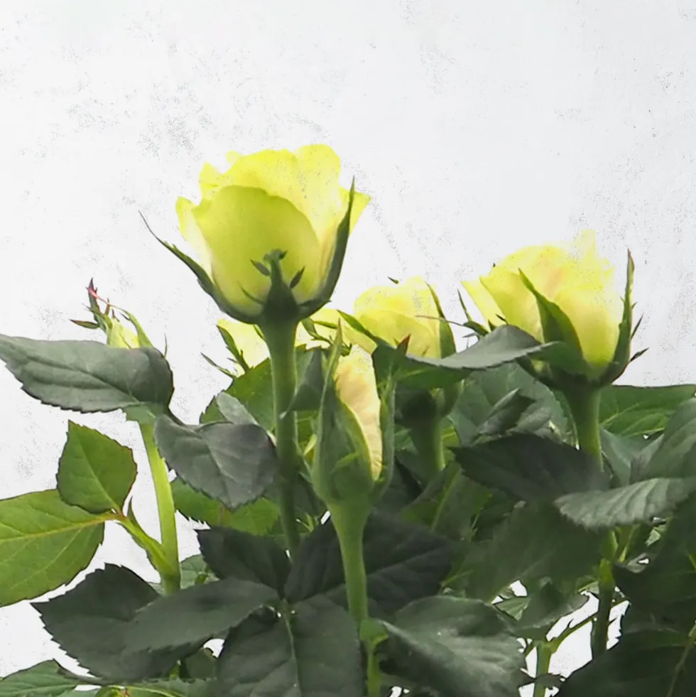 Rosal PatioHit®