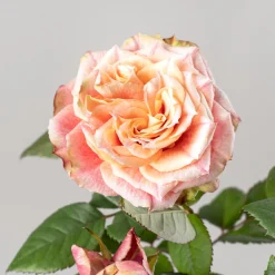 Rosal PatioHit®