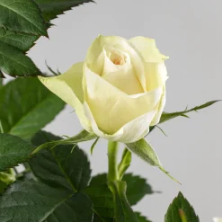 Rosal PatioHit®