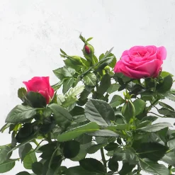 Rosal PatioHit®
