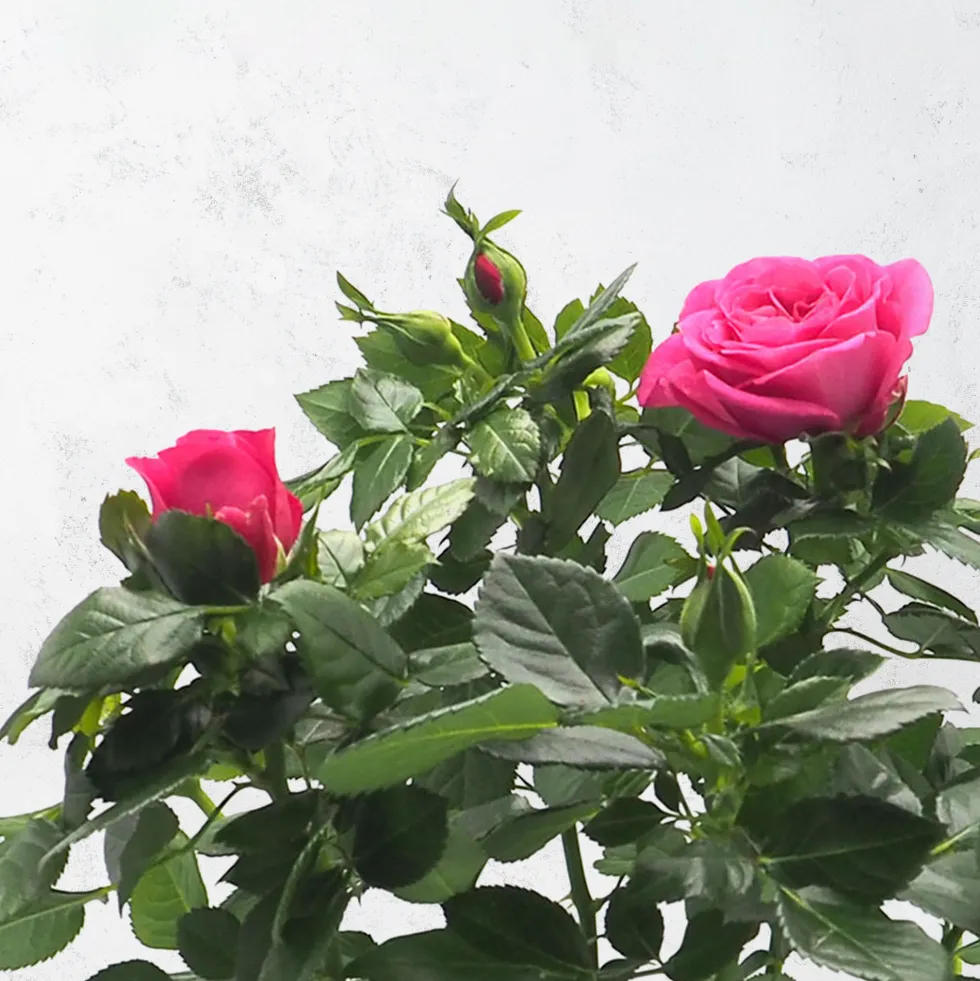 Rosal PatioHit®