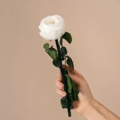 Rosa Preservada de Jardín Blanca 'Amorosa'