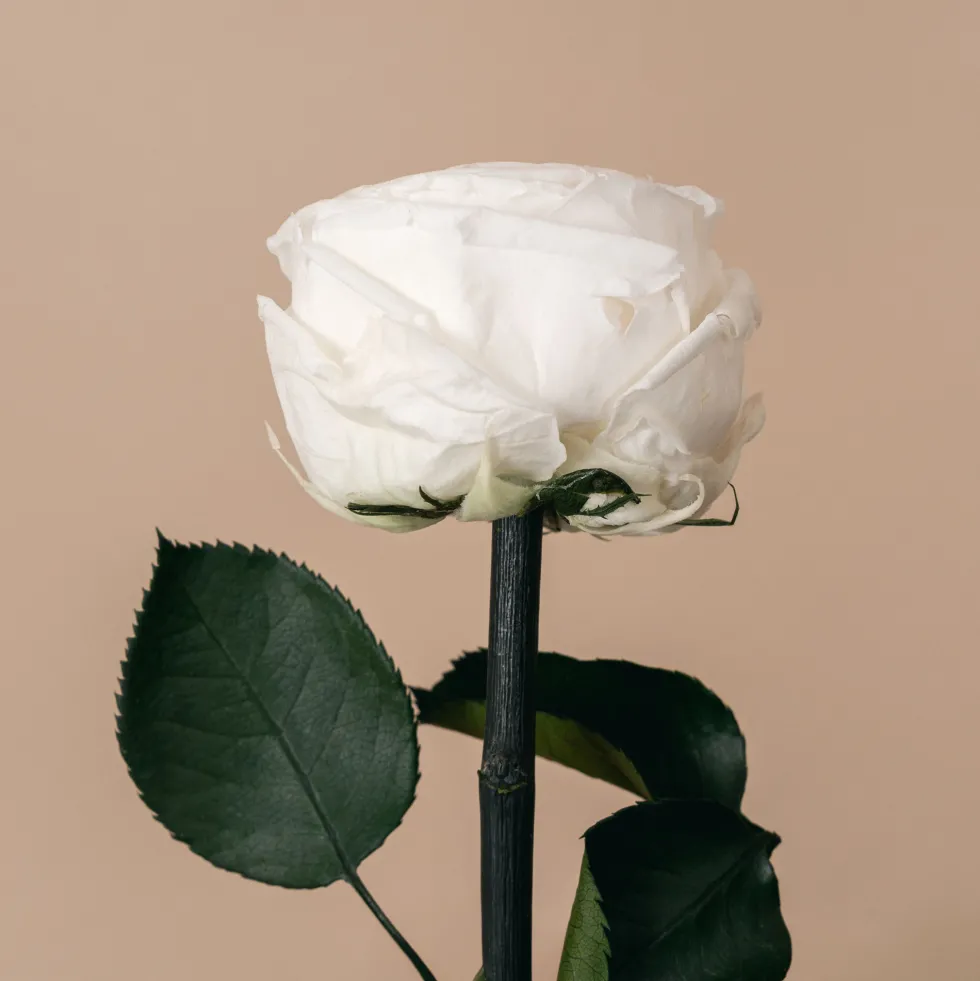 Rosa Preservada de Jardín Blanca 'Amorosa'