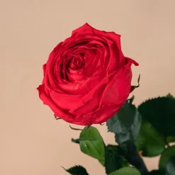 Rosa Preservada de Jardín Roja 'Amorosa'