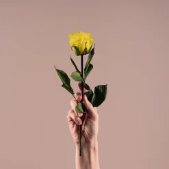 Rosa Preservada Eterna Amarilla