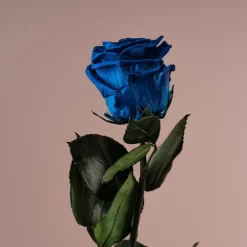 Rosa Preservada Eterna Azul