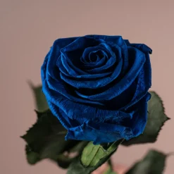 Rosa Preservada Eterna Azul