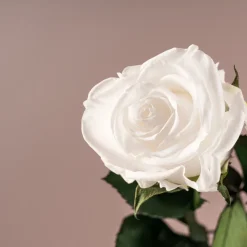 Rosa Preservada Eterna Blanca