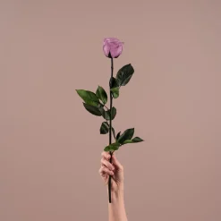 Rosa Preservada Eterna Lila