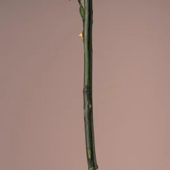 Rosa Preservada Eterna Lila