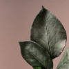 Rosa Preservada Eterna Rainbow