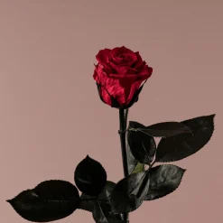 Rosa Preservada Eterna Roja