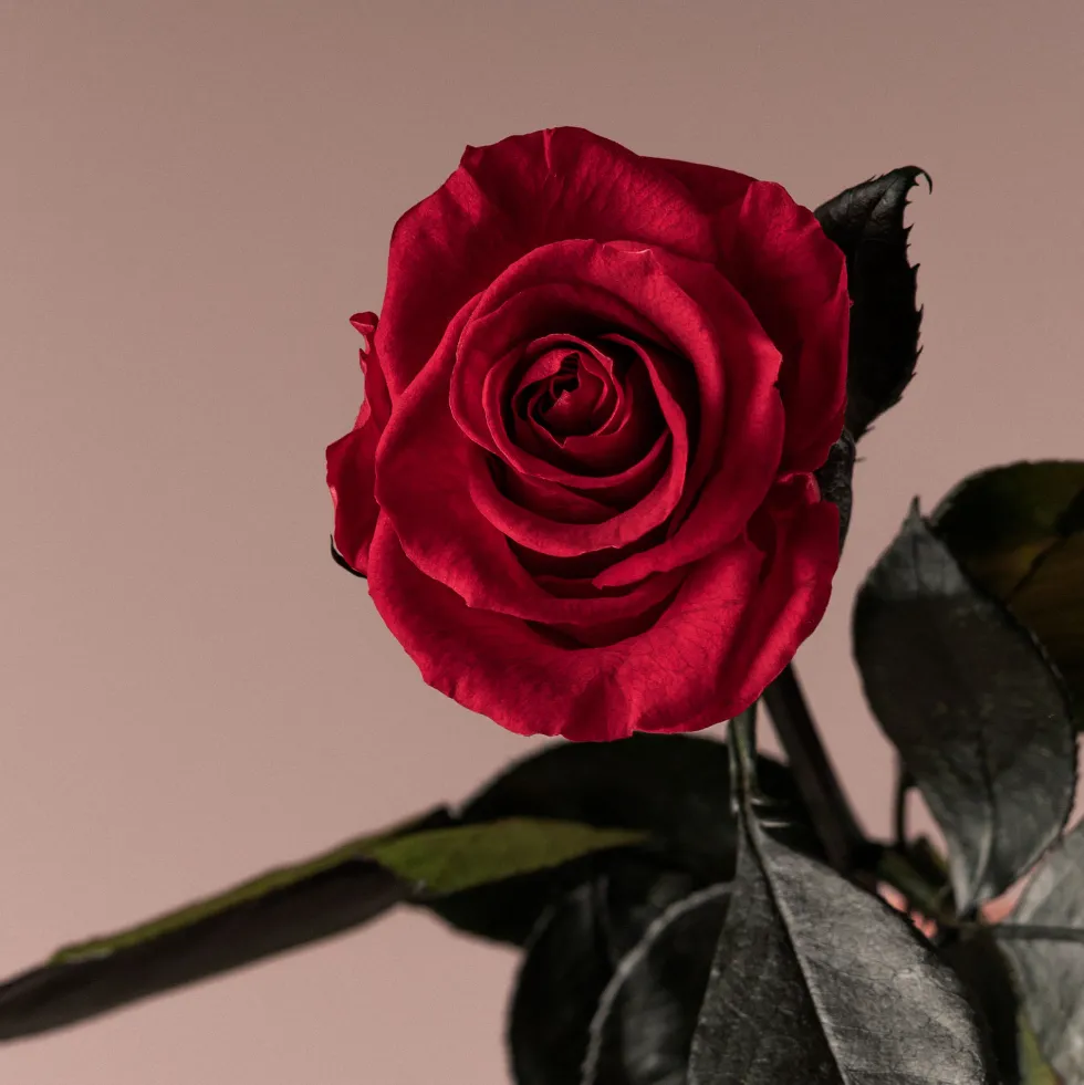 Rosa Preservada Eterna Roja