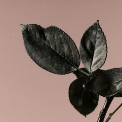 Rosa Preservada Eterna Roja