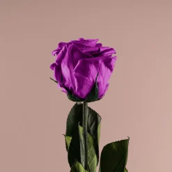 Rosa Preservada Eterna Violeta