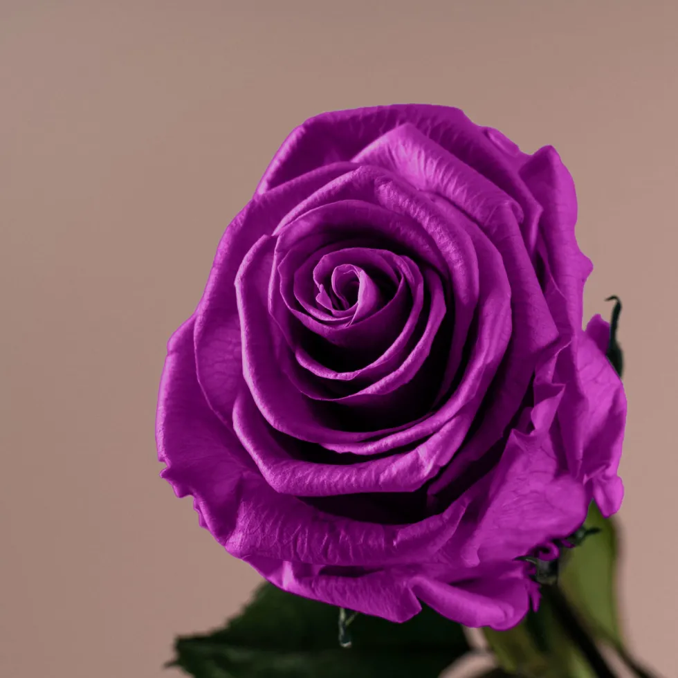 Rosa Preservada Eterna Violeta