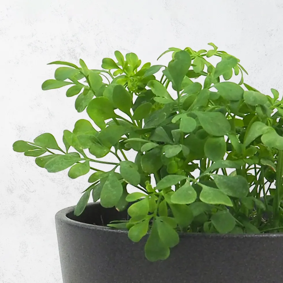 Ruda (ruta graveolens) - Planta aromática