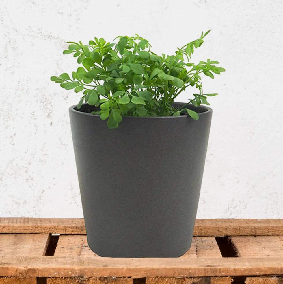 Ruda (ruta graveolens) - Planta aromática