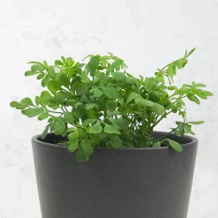 Ruda (ruta graveolens) - Planta aromática