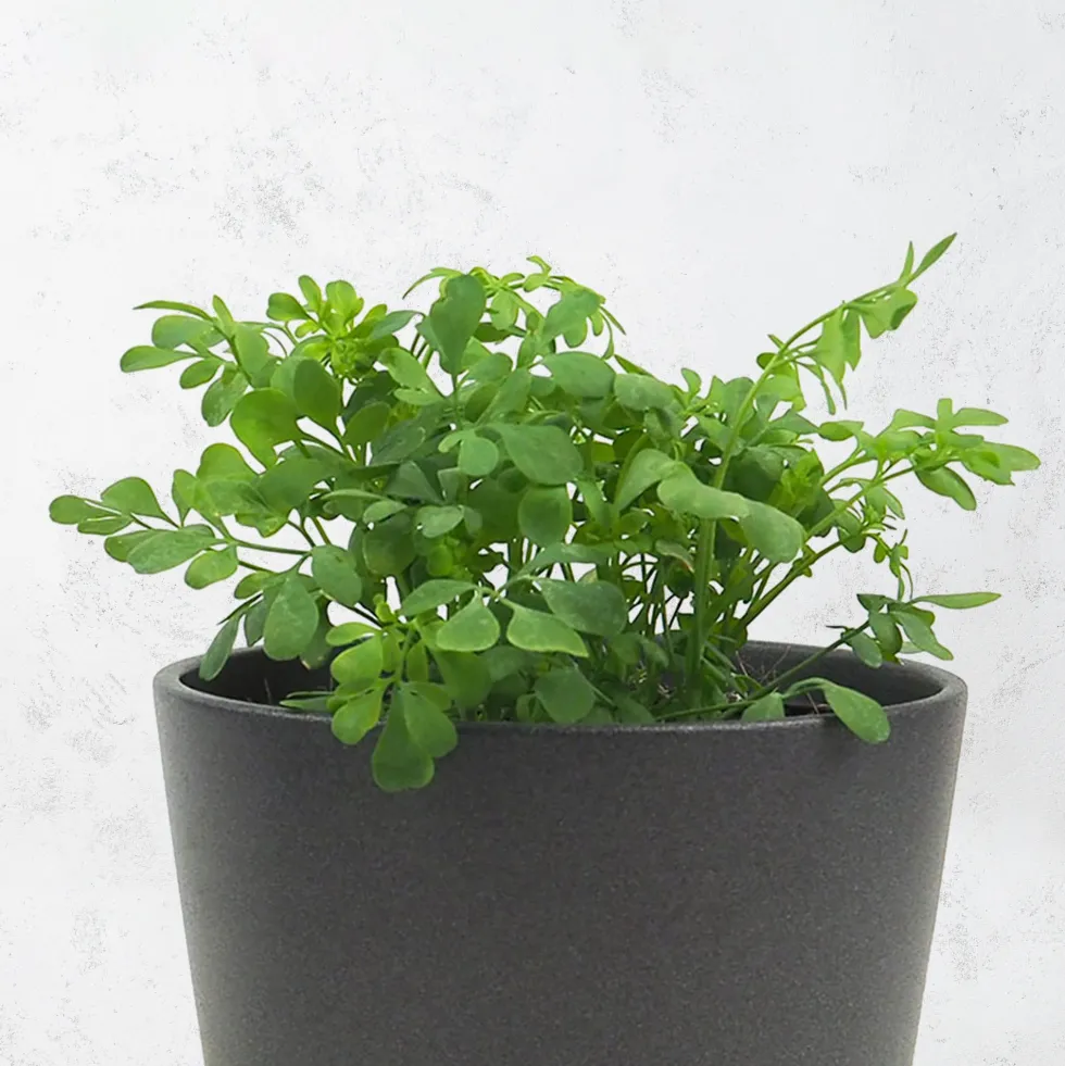 Ruda (ruta graveolens) - Planta aromática