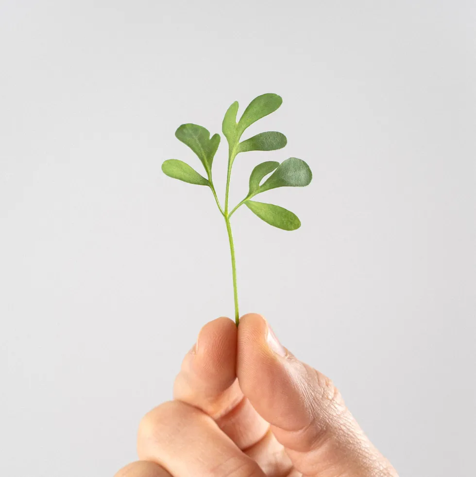 Ruda (ruta graveolens) - Planta aromática