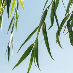 Salix babylonica (Sauce llorón)