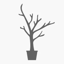 Salix babylonica (Sauce llorón)