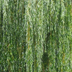 Salix babylonica (Sauce llorón)