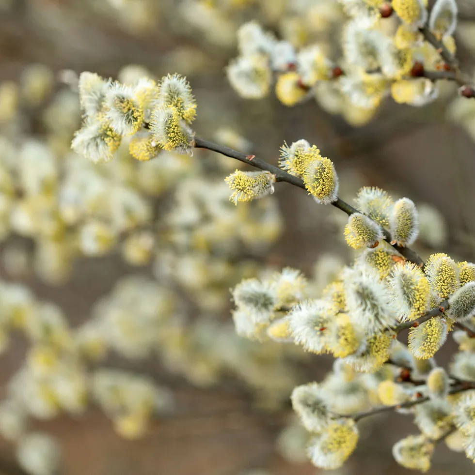 Salix caprea "Kilmarnock"
