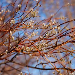 Salix caprea "Kilmarnock"