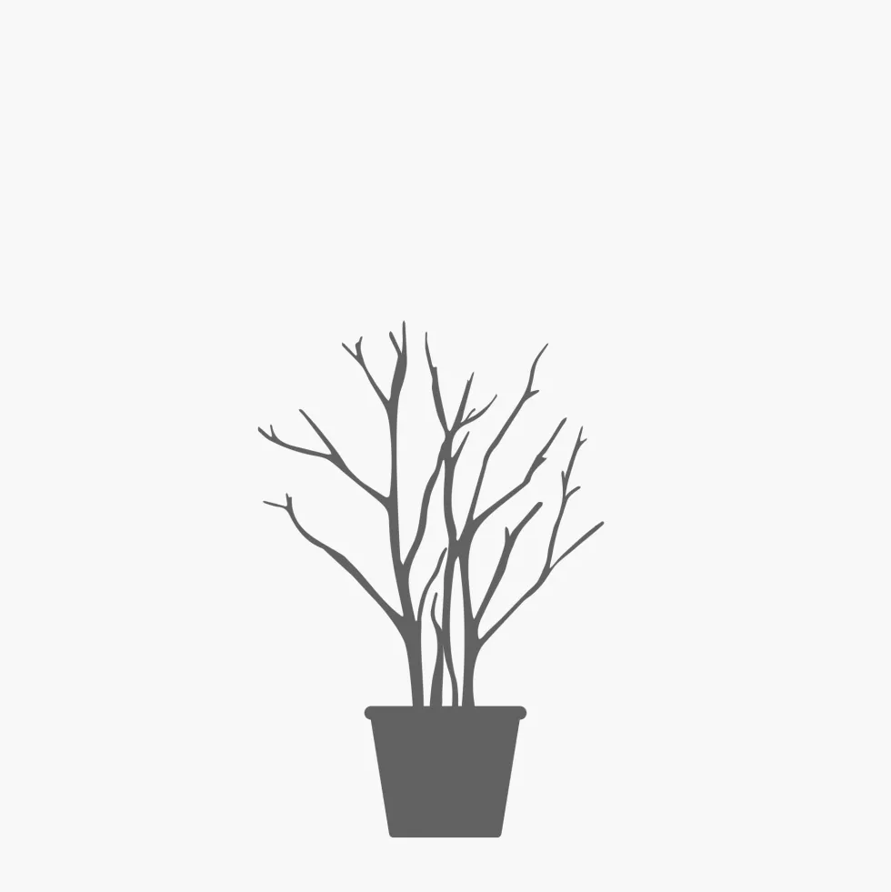 Salix caprea "Kilmarnock"