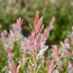 Salix integra 'Flamingo'