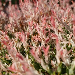 Salix integra 'Flamingo'