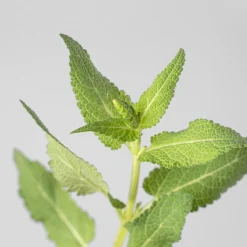 Salvia superba