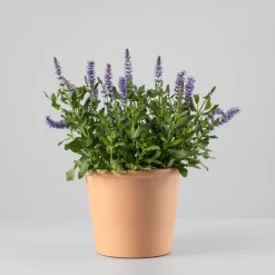 Salvia superba