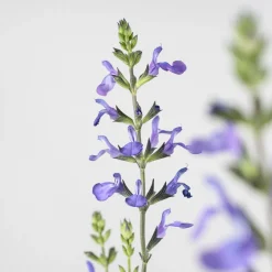 Salvia vivaz (especies variadas)