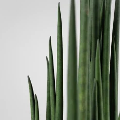 Sansevieria bacularis 'Mikado'