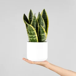 Sansevieria trifasciata 'Futura Superba'