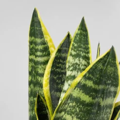Sansevieria trifasciata 'Futura Superba'