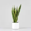 Sansevieria trifasciata 'Laurentii'
