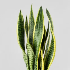 Sansevieria trifasciata 'Laurentii'