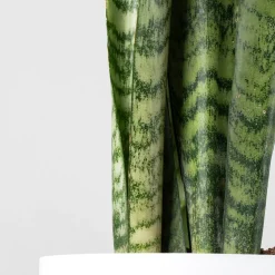 Sansevieria zeylanica