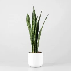 Sansevieria zeylanica