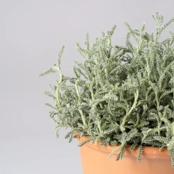 Santolina chamaecyparissus - Planta aromática